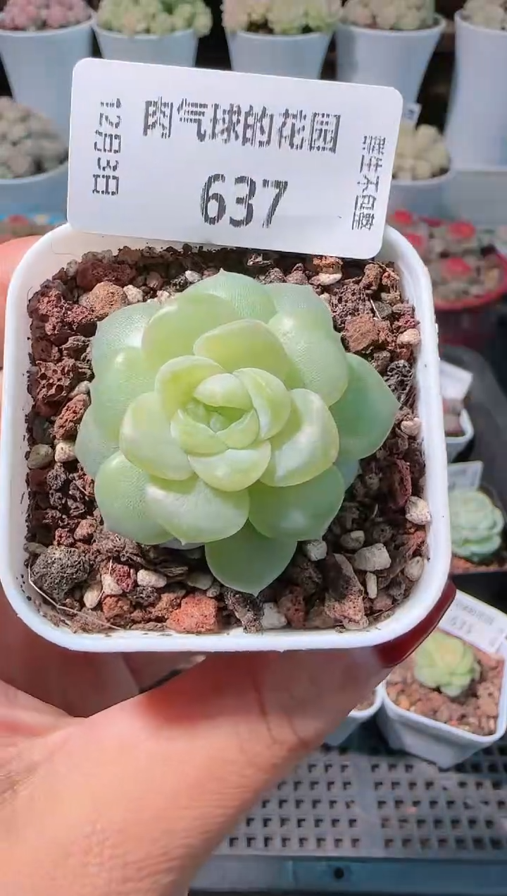 1203-637玉瑶多肉群生不包整