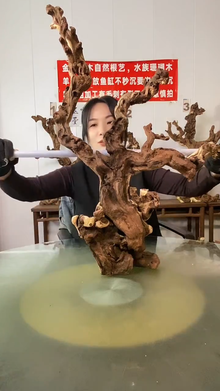 木那**海金丝红木  羊蹄甲