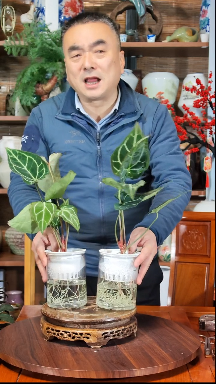 无花朵秋*水之韵水培水晶花烛