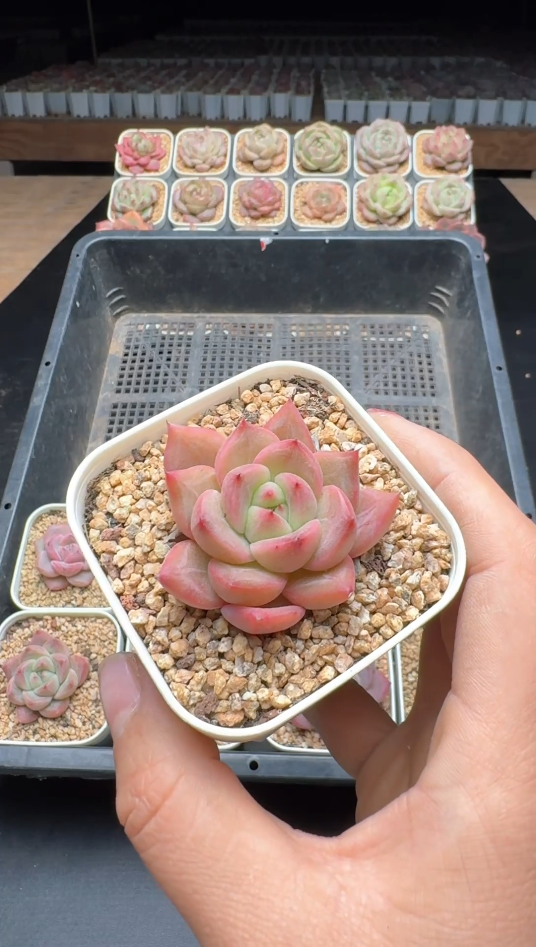 【闪购商品】784号一物一拍珍妮多肉花卉植物3颗起发