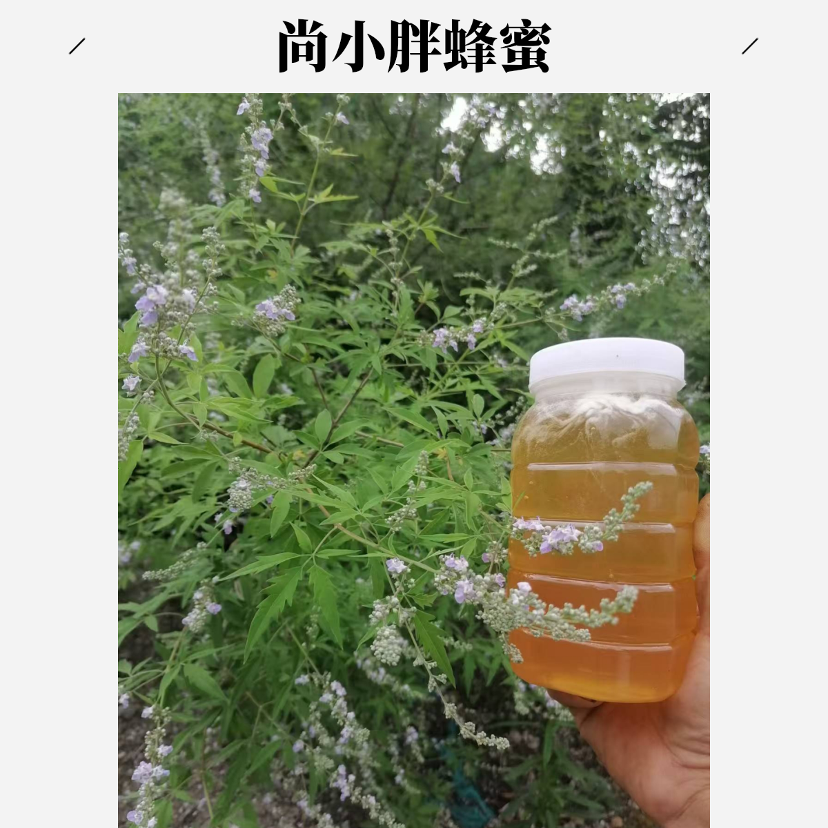 纯天然野生荆条花蜜原蜜无加工现取现卖