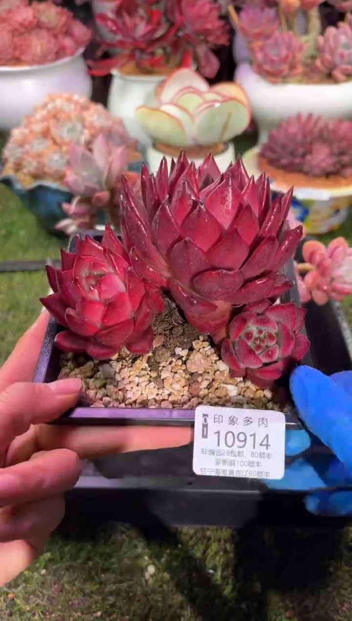 【闪购商品】10914