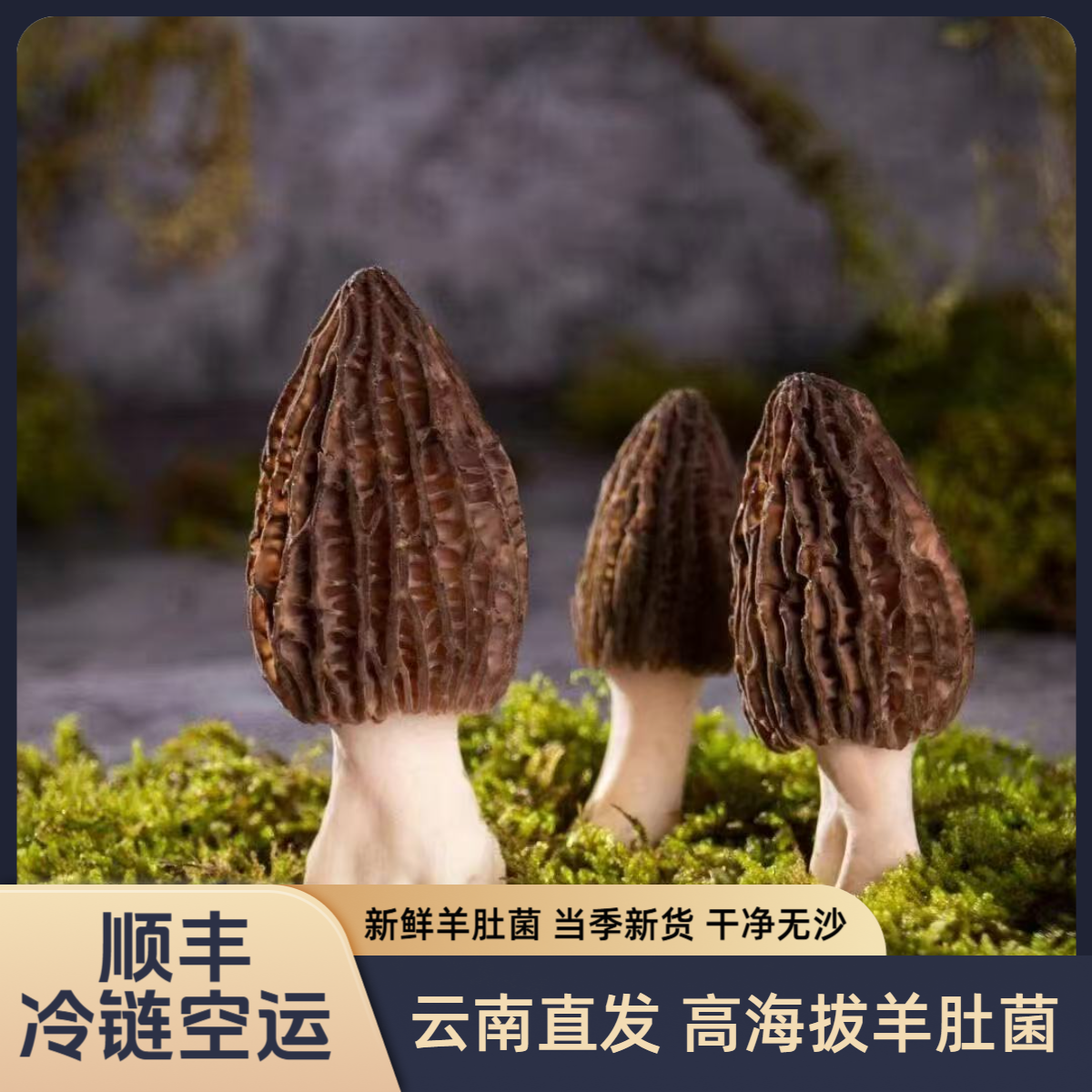 【鲜货口感佳】云南林下新鲜头茬羊肚菌现摘羊肚菌味道鲜美顺丰冷链