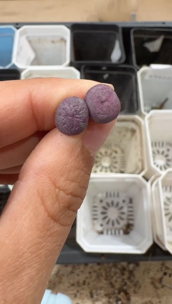 多肉植物肉锥2-128