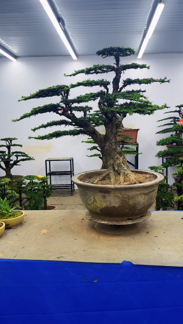 完全开放李*圣一物一拍，所见即所得