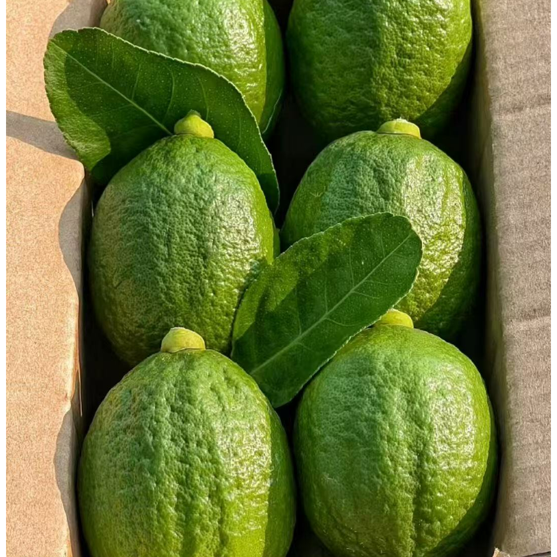 新鲜无籽广东香水柠檬奶茶咖啡店专用爆香酸爽