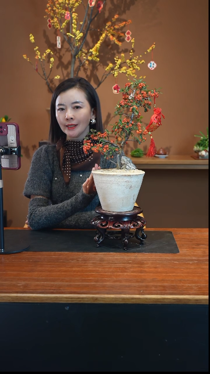 全部花朵火棘盆景盆景盆景