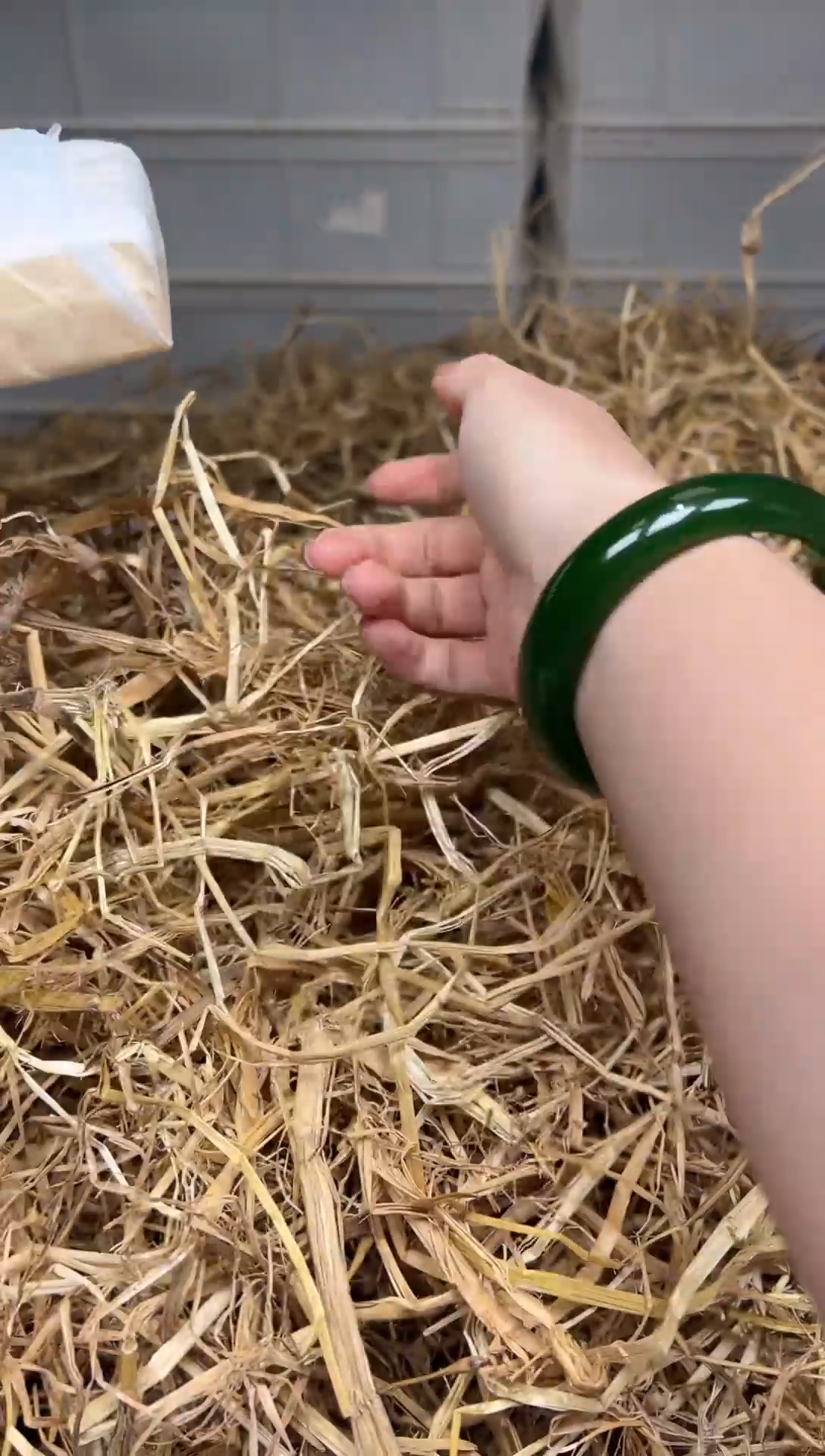 未镶嵌手镯石英质玉T1244