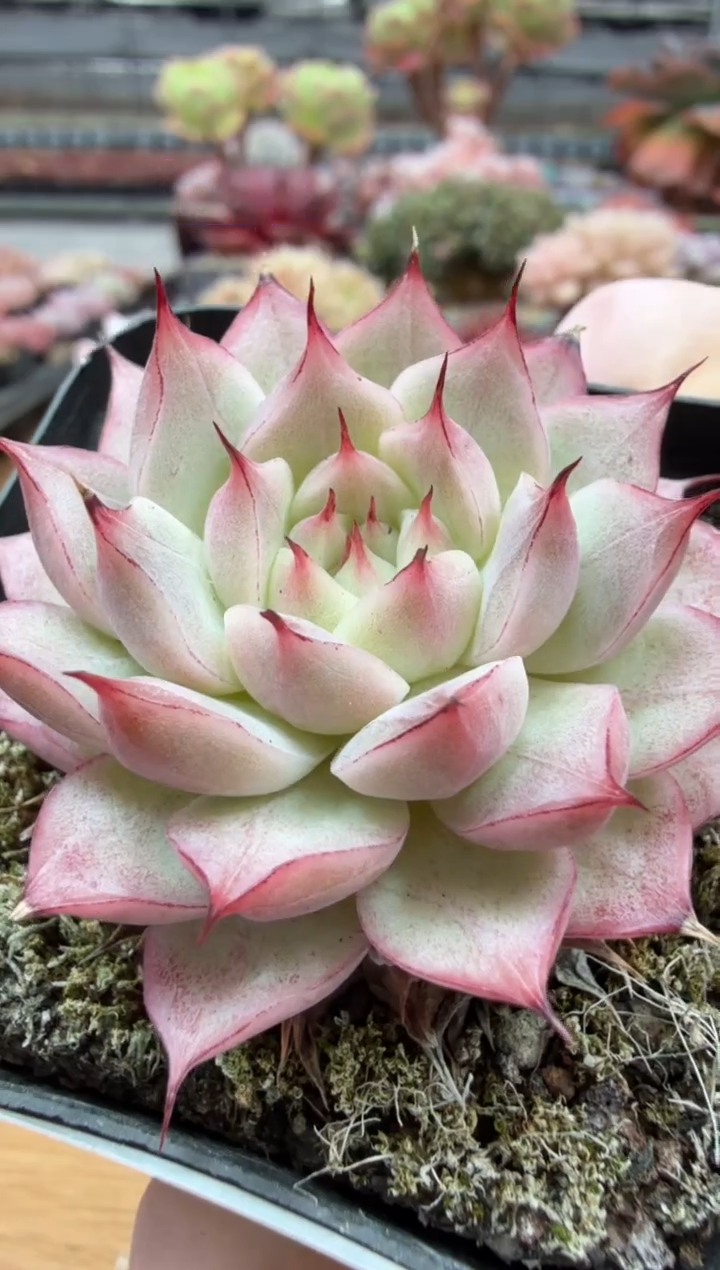 东云多肉园三店-26