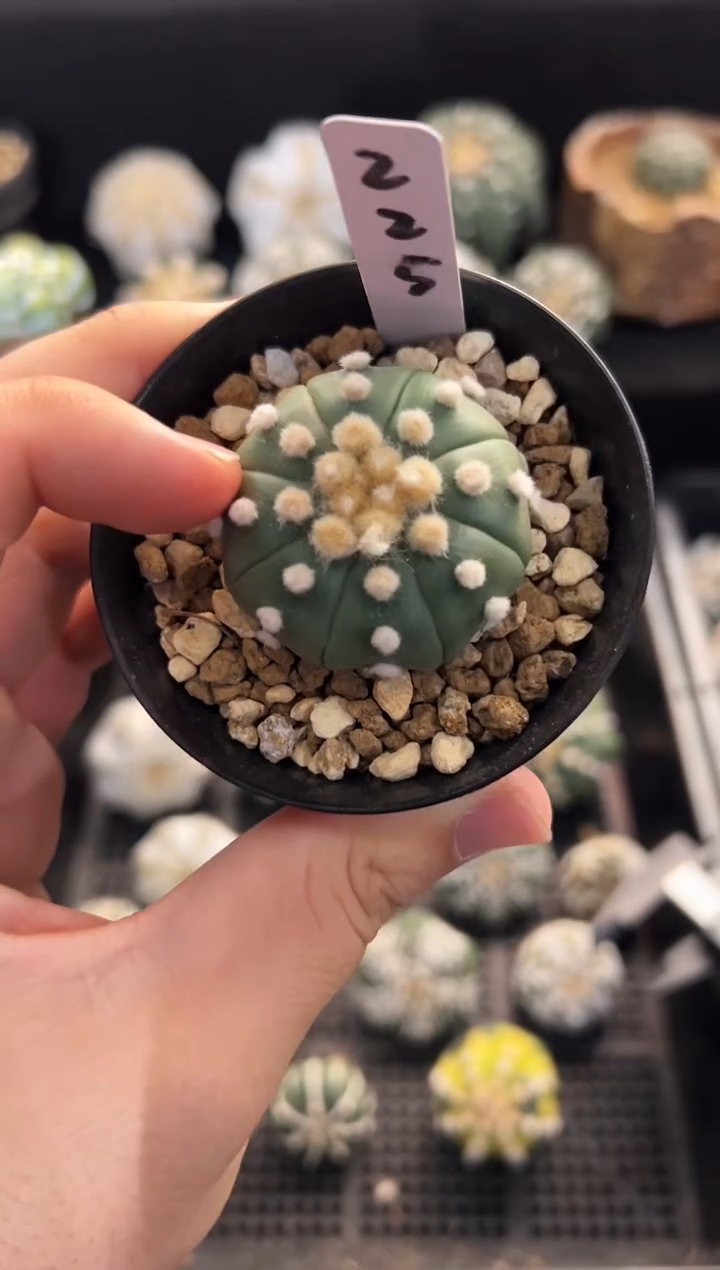 海星连油实生编码225