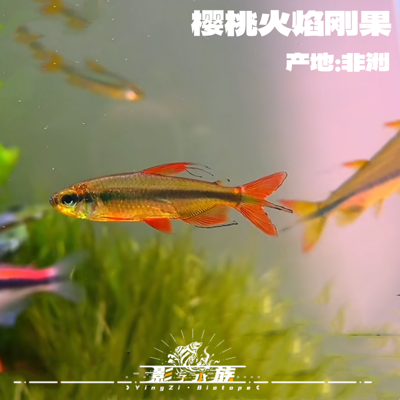 【影子水族】黄金二线  樱桃火焰 雪花 棋盘 玻利维亚凤凰 