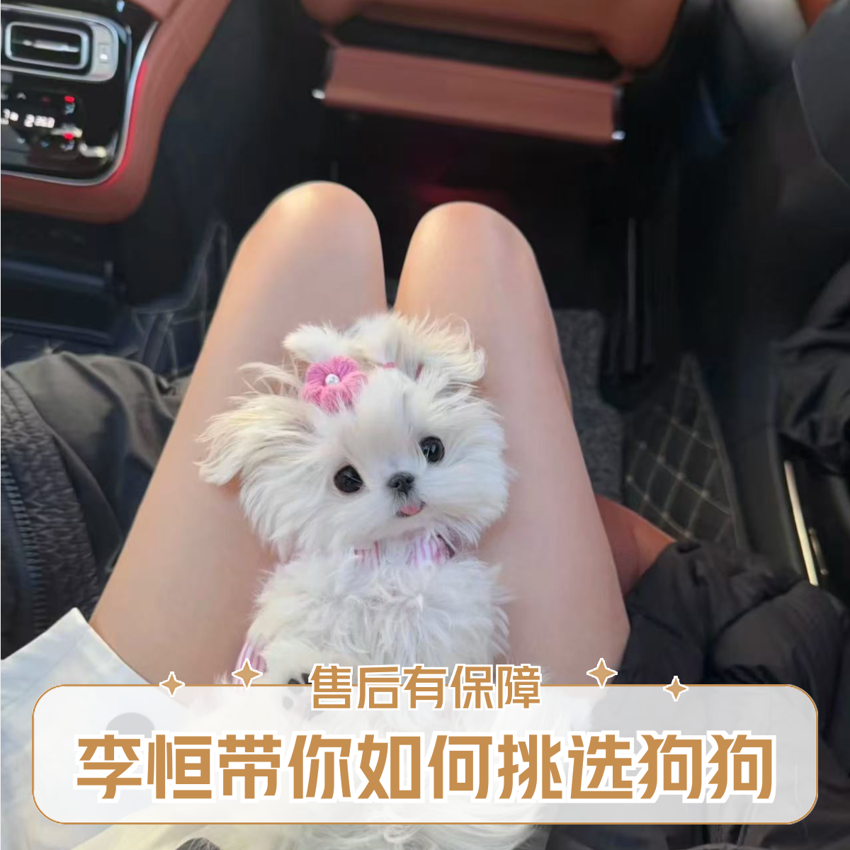 李恒带你如何去找猫狗