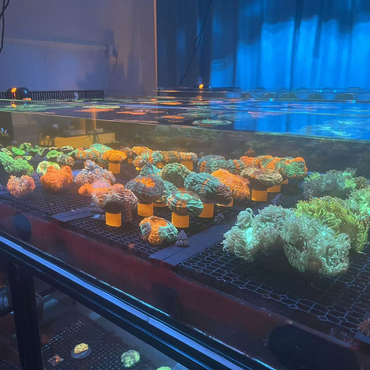 梦幻海洋海缸珊瑚、海水鱼（一物一拍）