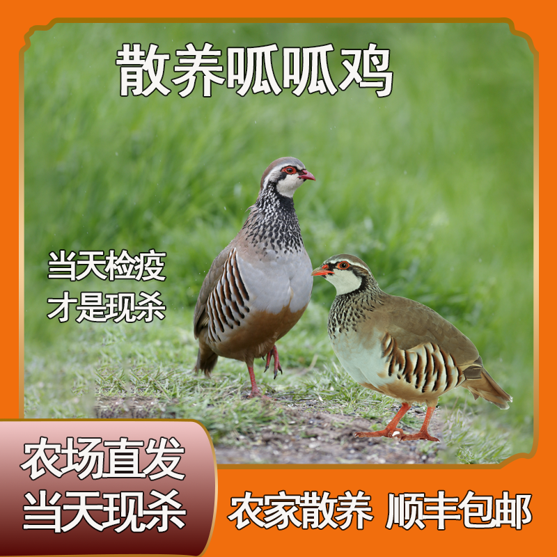 【次日达】散养现宰现杀咕咕鸡呱呱鸡顺丰包邮 包冰率10%以内