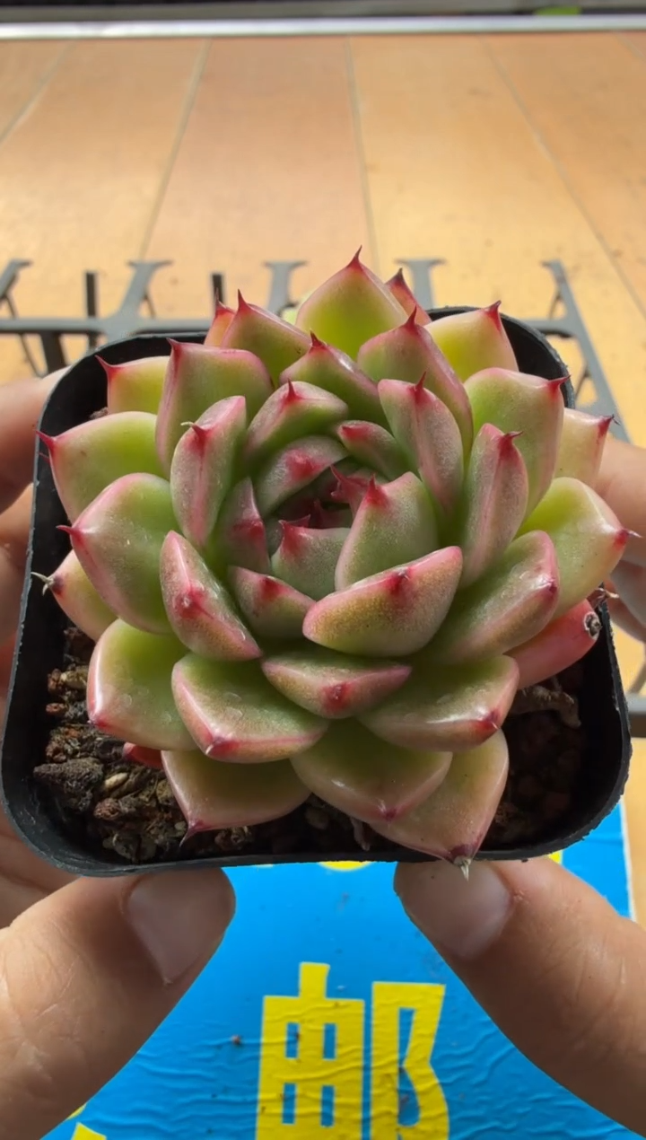 东云多肉园二店-129