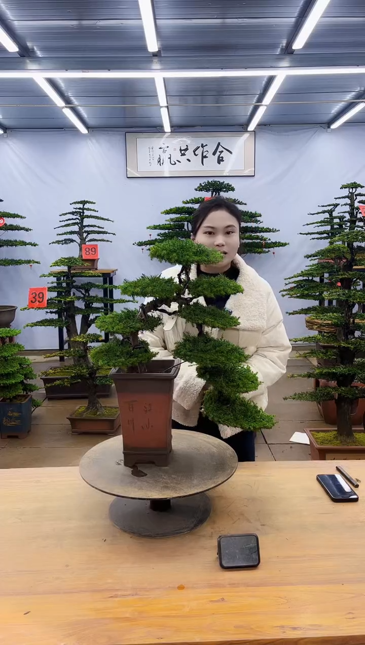 【闪购商品】高端盆景一物一拍，所见即所得