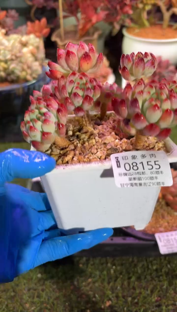 【闪购商品】08155