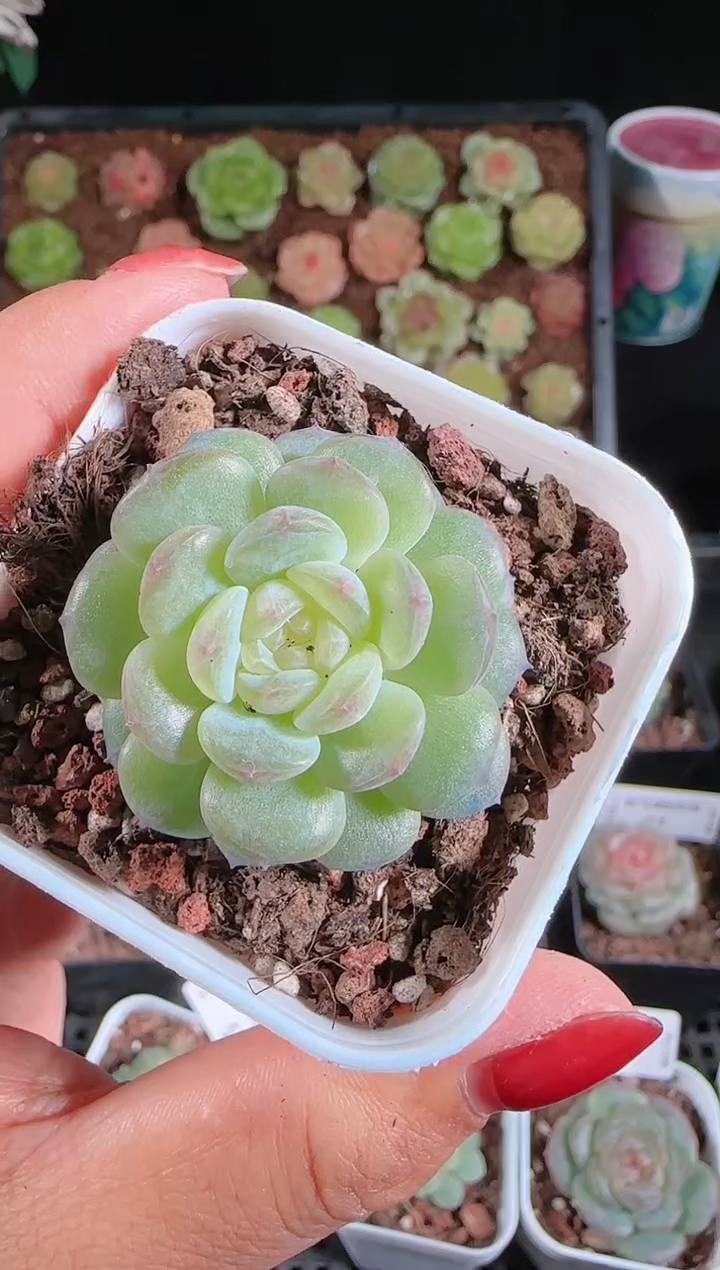 1121-57清浅群生不包整