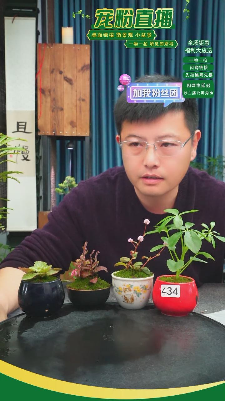 无花朵往****暮苔藓微景观434号