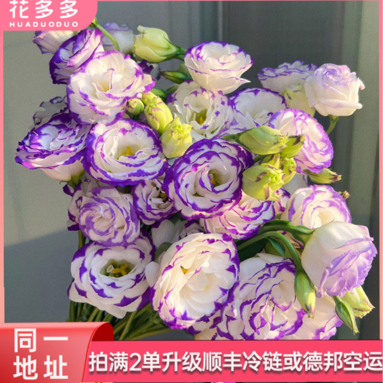 【紫边洋桔梗】稀有神秘高级紫边 全场鲜花任意满两单升级冷链 