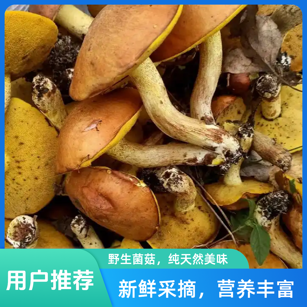 承德围场松蘑/松蘑干/半斤起