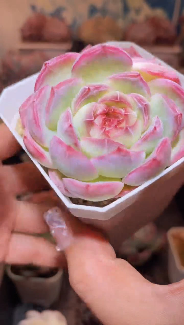 【闪购商品】113霜花