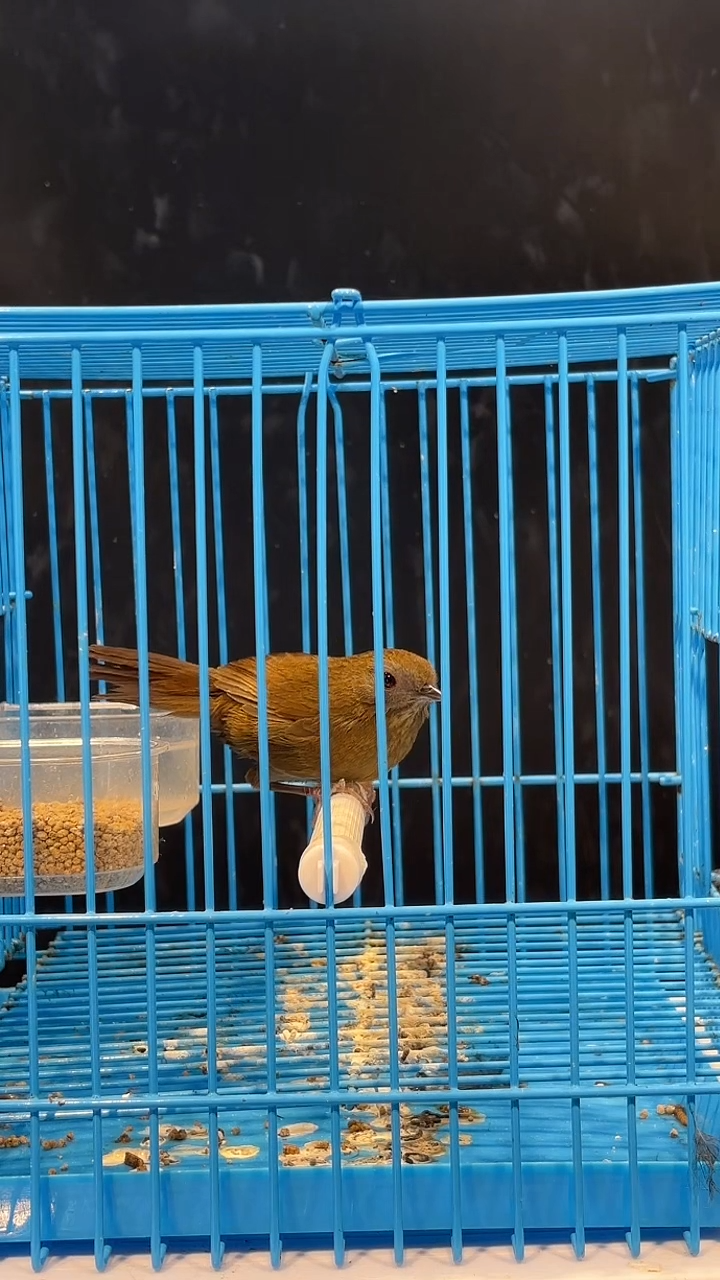 21白腹养笼0元起拍