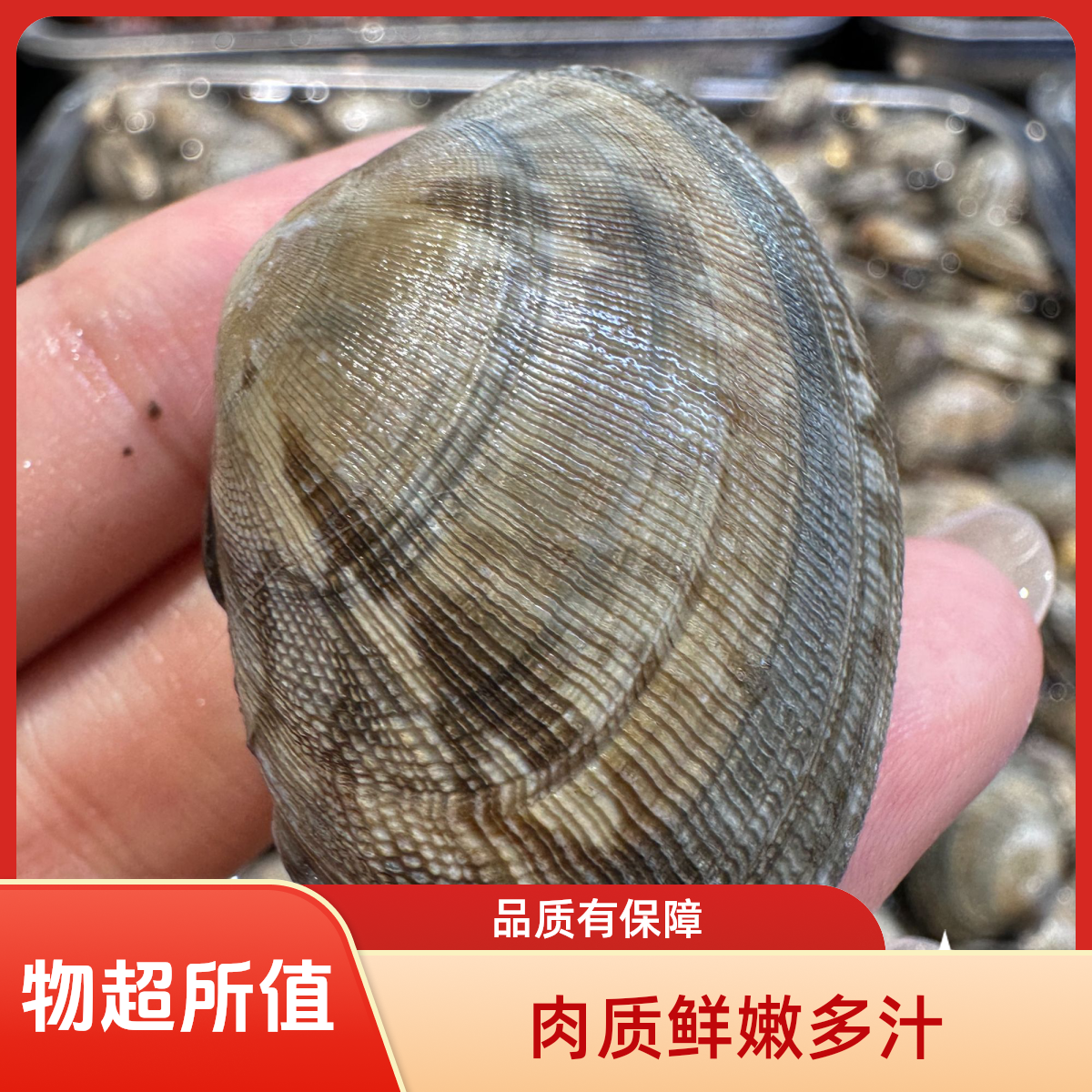 B北行寻海 鲜活花蚬子同城顺丰跑腿（保鲜不保活）海鲜