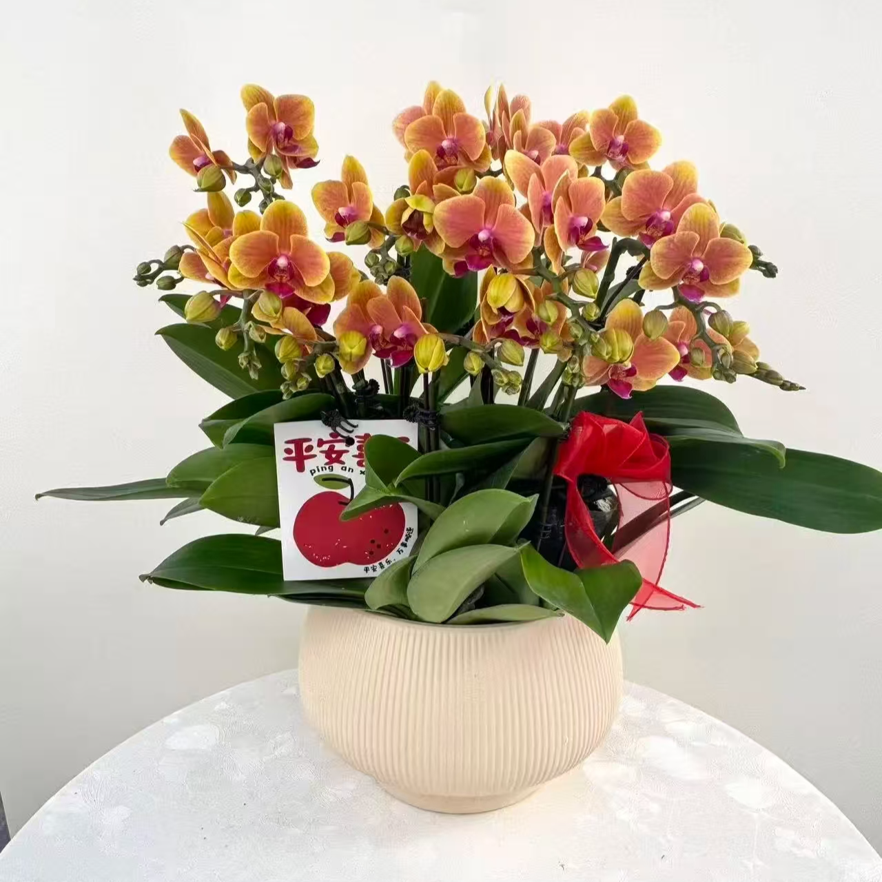 蝴蝶兰【亲爱的】鲜花盆栽室内观赏花花佛山基 地直发好养易活