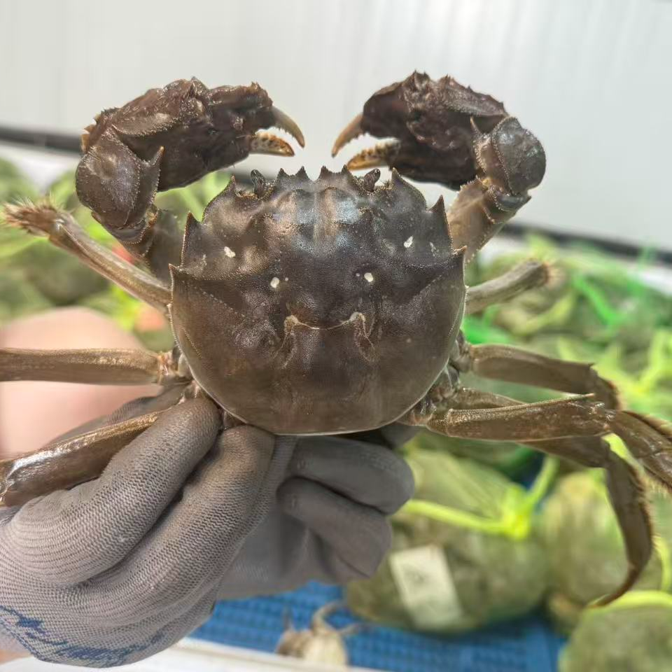 活蟹兴化大闸蟹母蟹5两8-10只