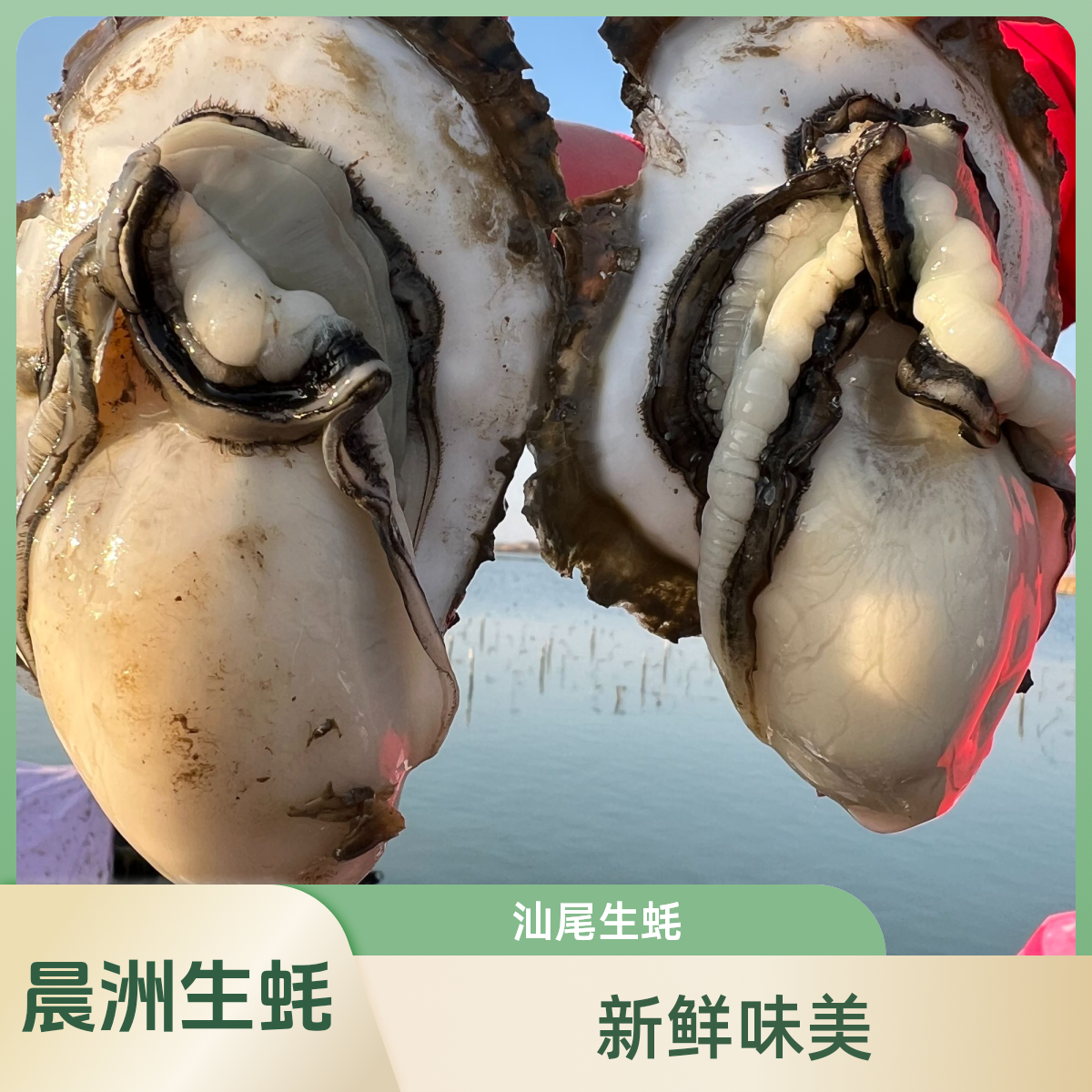 广东汕尾晨州生蚝