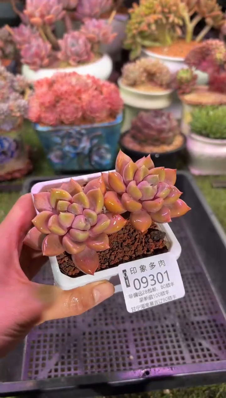 【闪购商品】09301