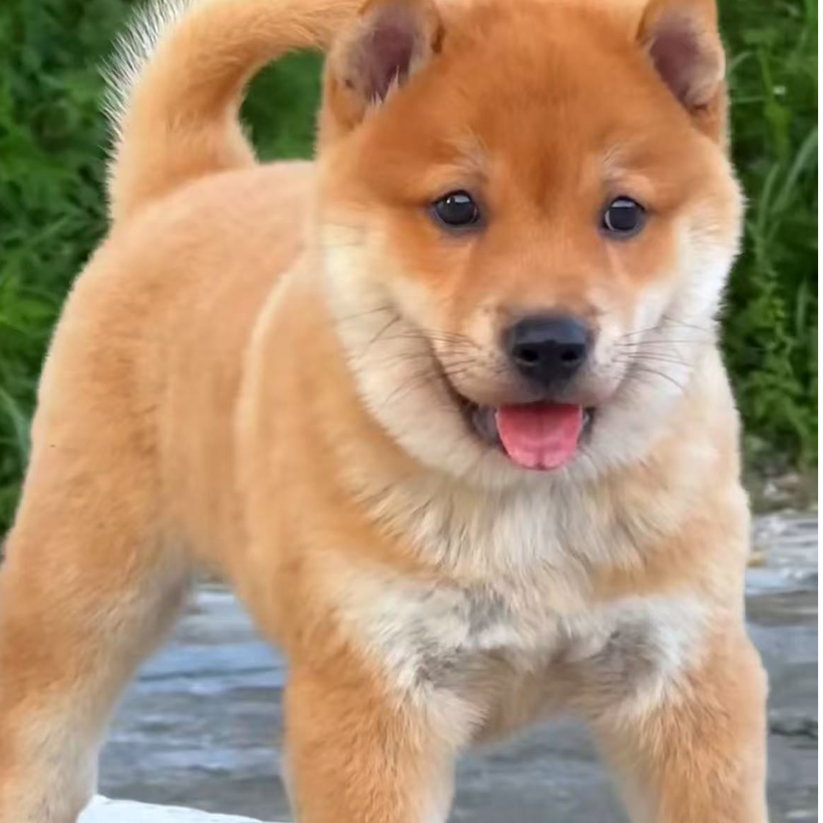 可爱中华田园犬活体狗狗