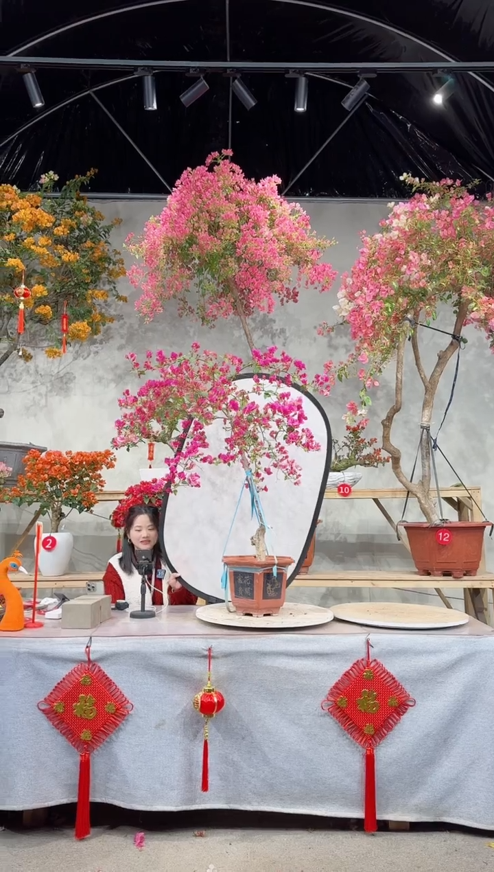 【闪购商品】盆景漳红樱