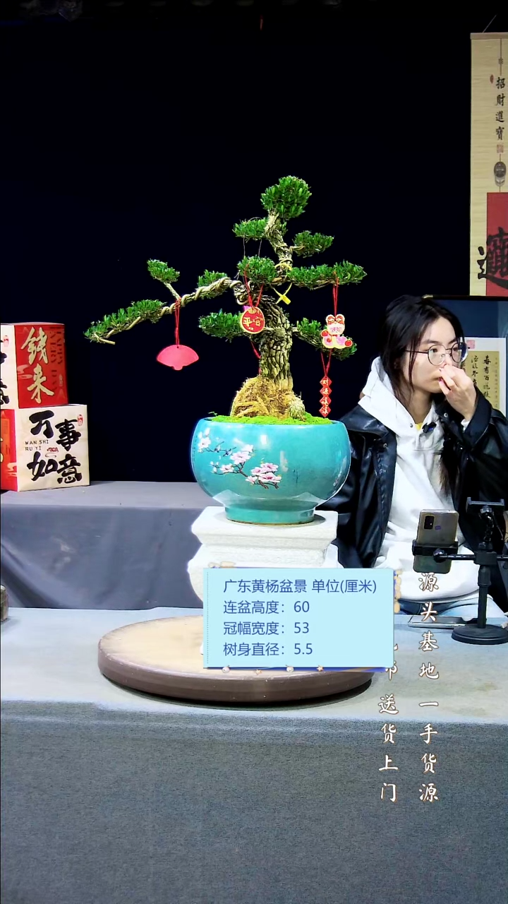 【闪购商品】雀舌黄杨盆景雀舌黄杨盆景