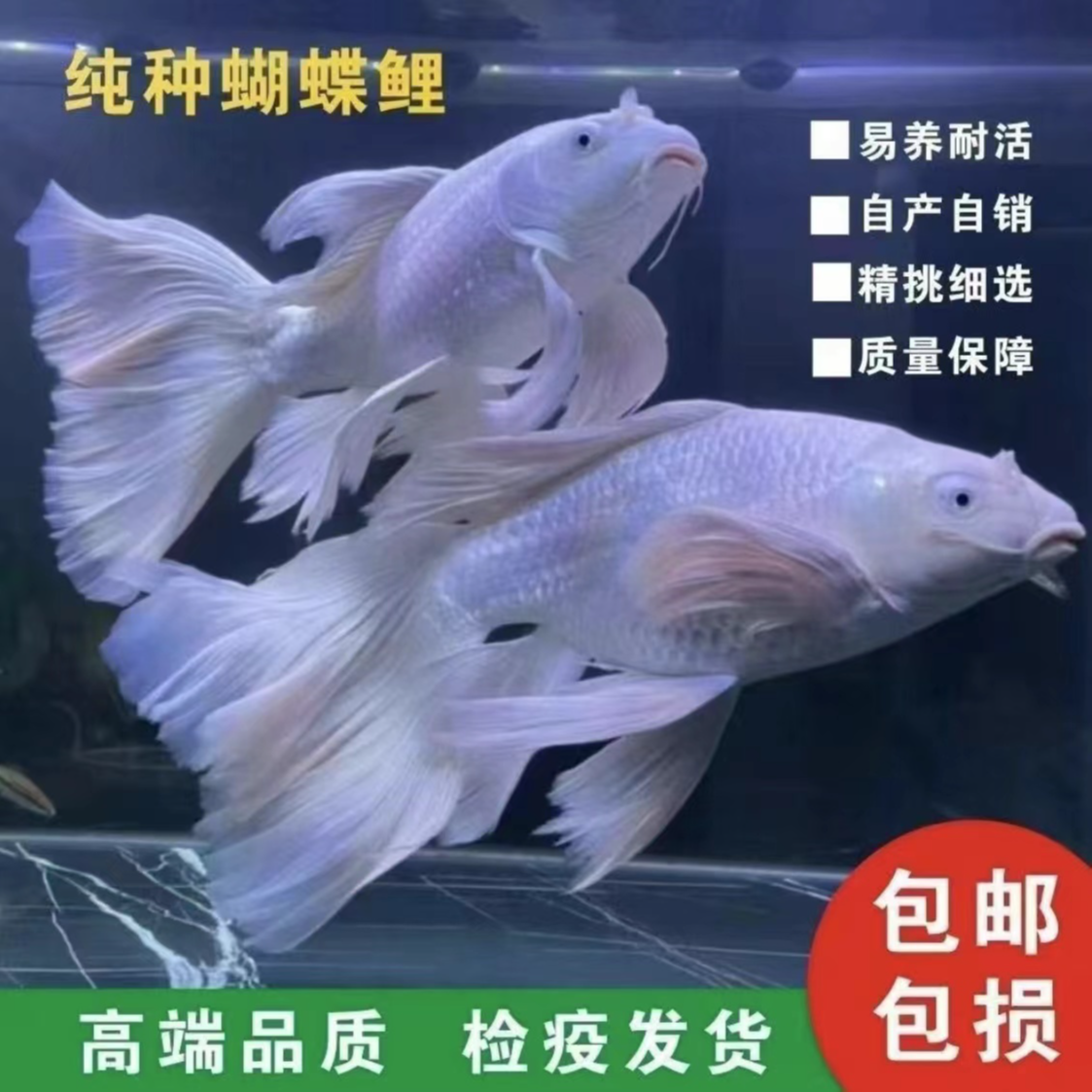 纯种蝴蝶鲤鱼白色贵妃体普身观赏鱼精品混养饲养养殖活体耐活发货