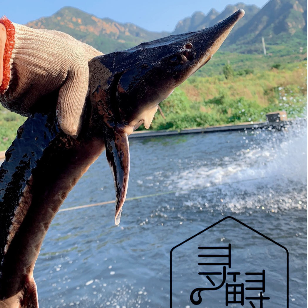 15.8斤鱼筋礼品无刺软骨铁锅炖冷水鱼鲜活泉水养殖东北送礼物