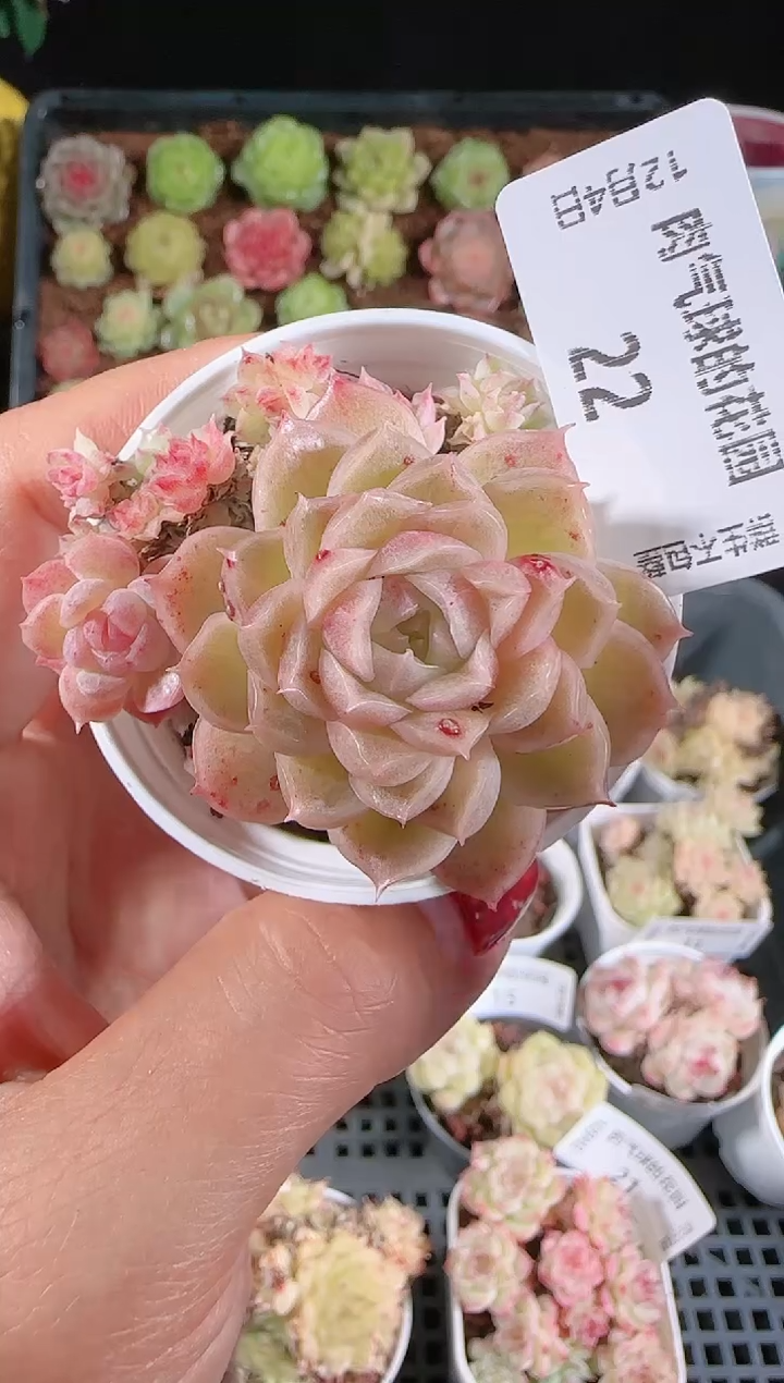 1204-22多肉群生不包整