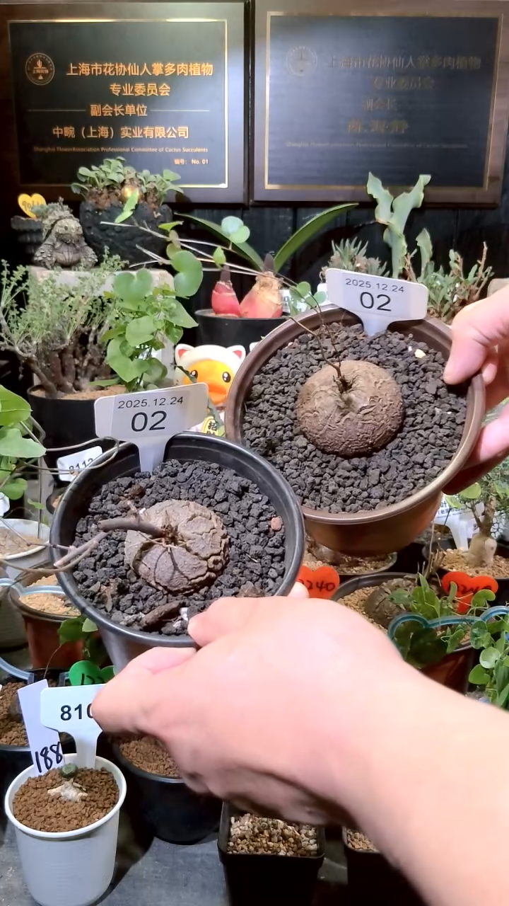 02号1224福利南非龟甲龙买一送一