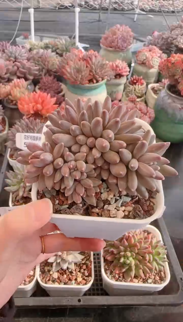 【闪购商品】5767伊卡鲁斯