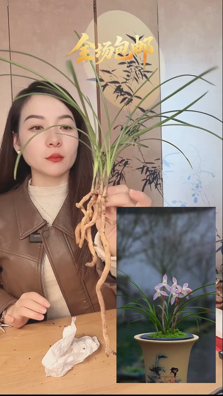 当前无花栽培后可以开花：红韵素