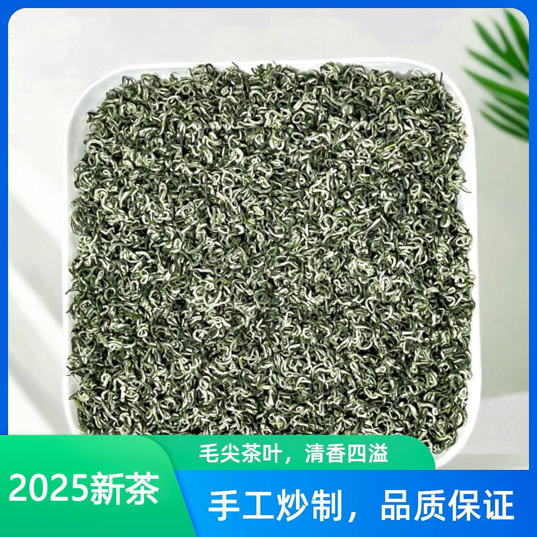 【全白高货】头采明前毛尖茶叶高山2025新茶浓香型板栗茶叶2025新茶