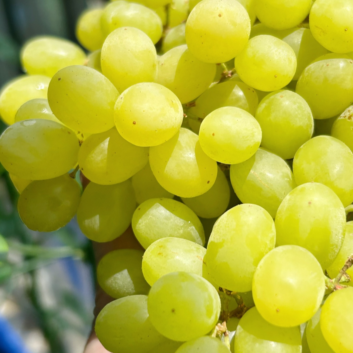 【次日达-嘉嘉】新疆吐鲁番的葡萄无核白1-5斤爆汁纯甜顺丰/京东包邮葡萄同城送新疆维吾尔自治区