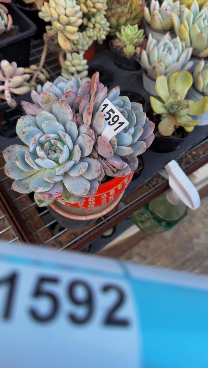 【闪购商品】1591橙梦露（裸根发货）