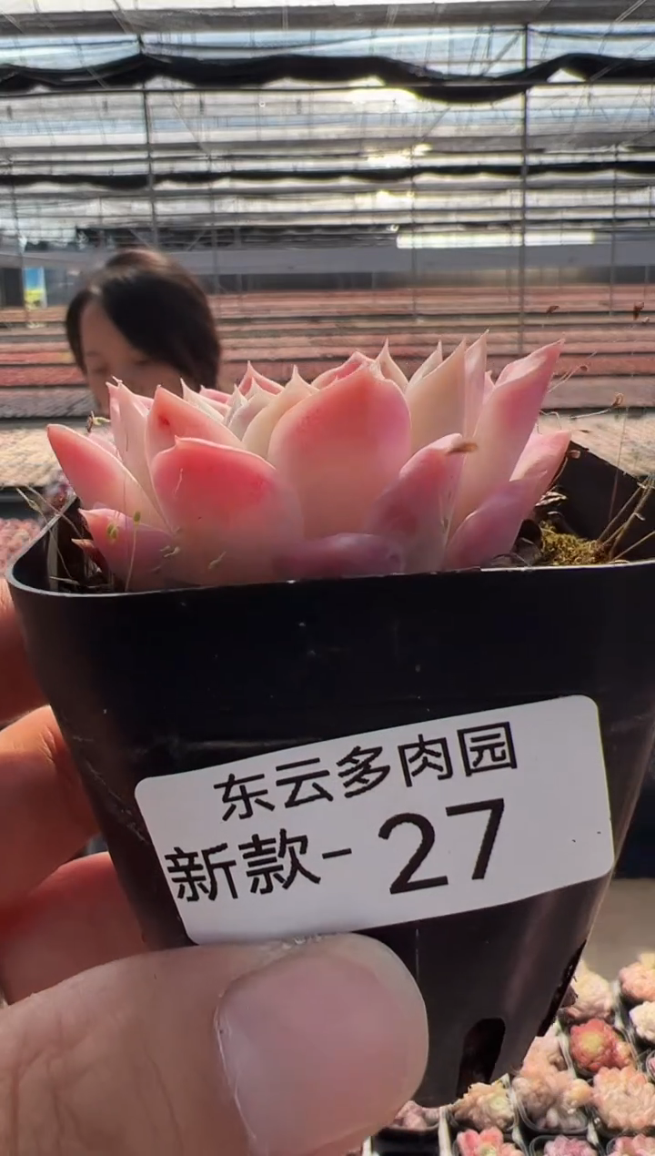 【闪购商品】新品多肉-27