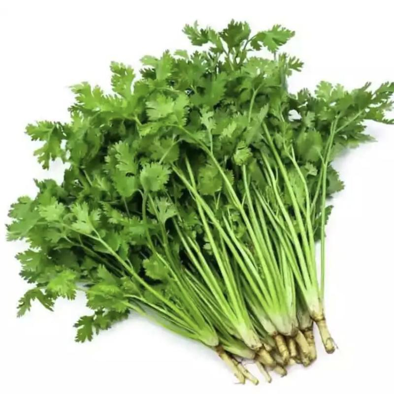 香菜约100g香菜