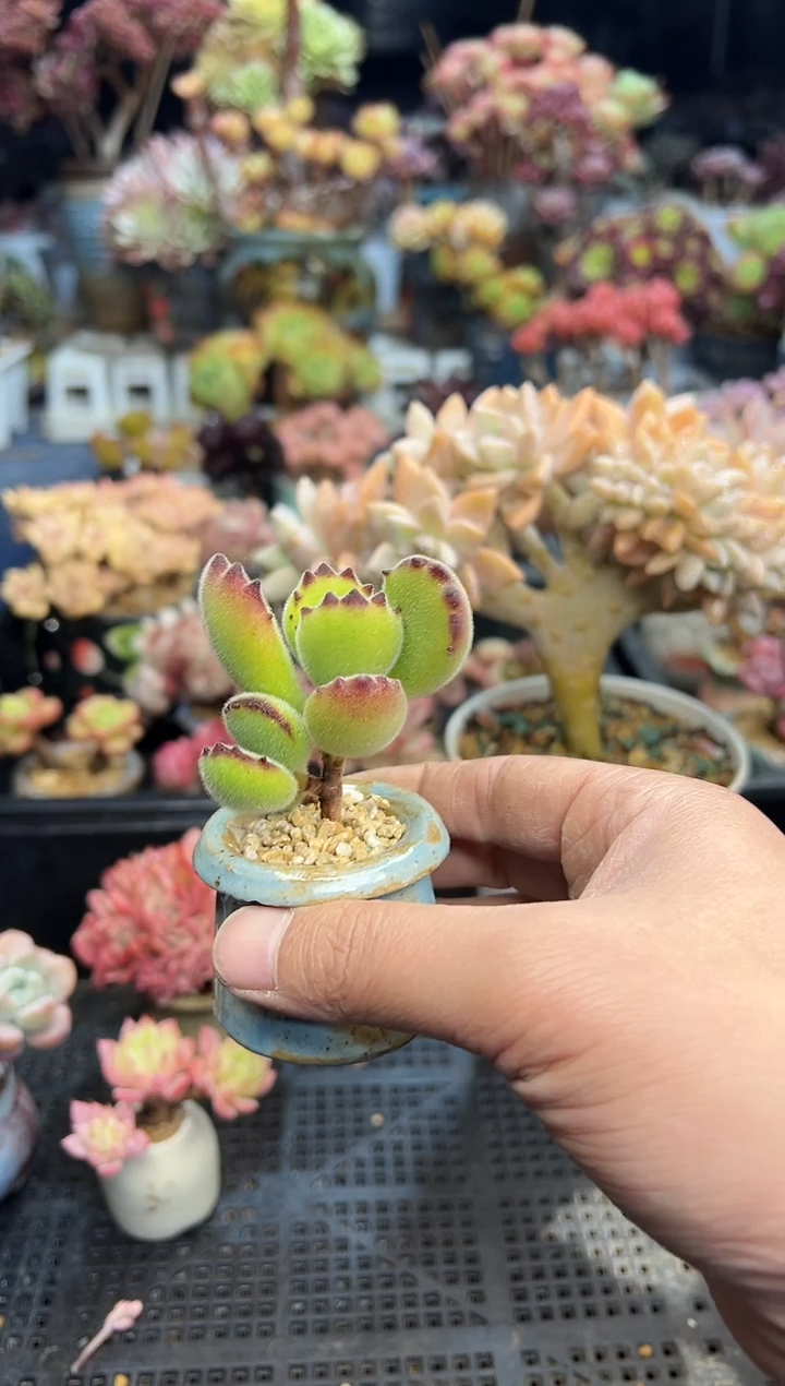 【闪购商品】916不带盆