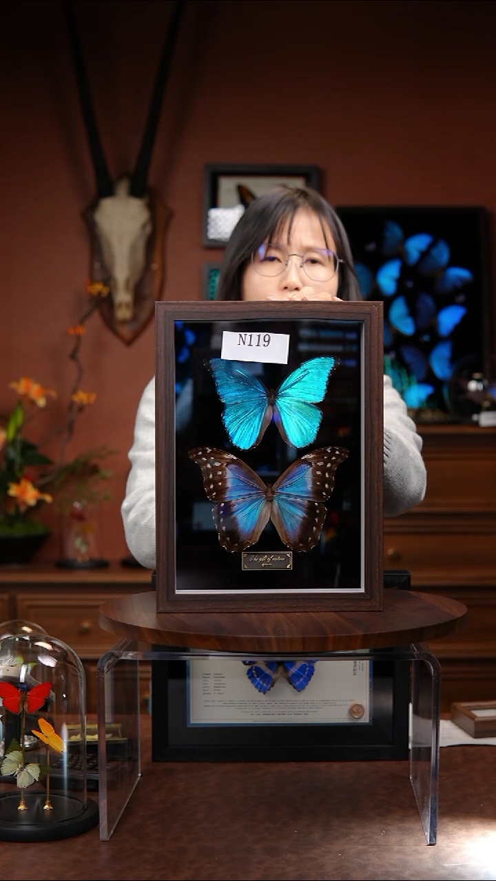 N119   大蓝闪雌雄组合   