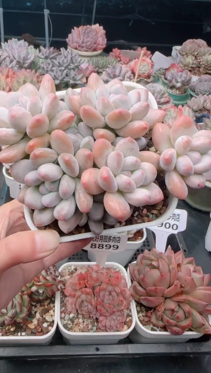 【闪购商品】8904香水