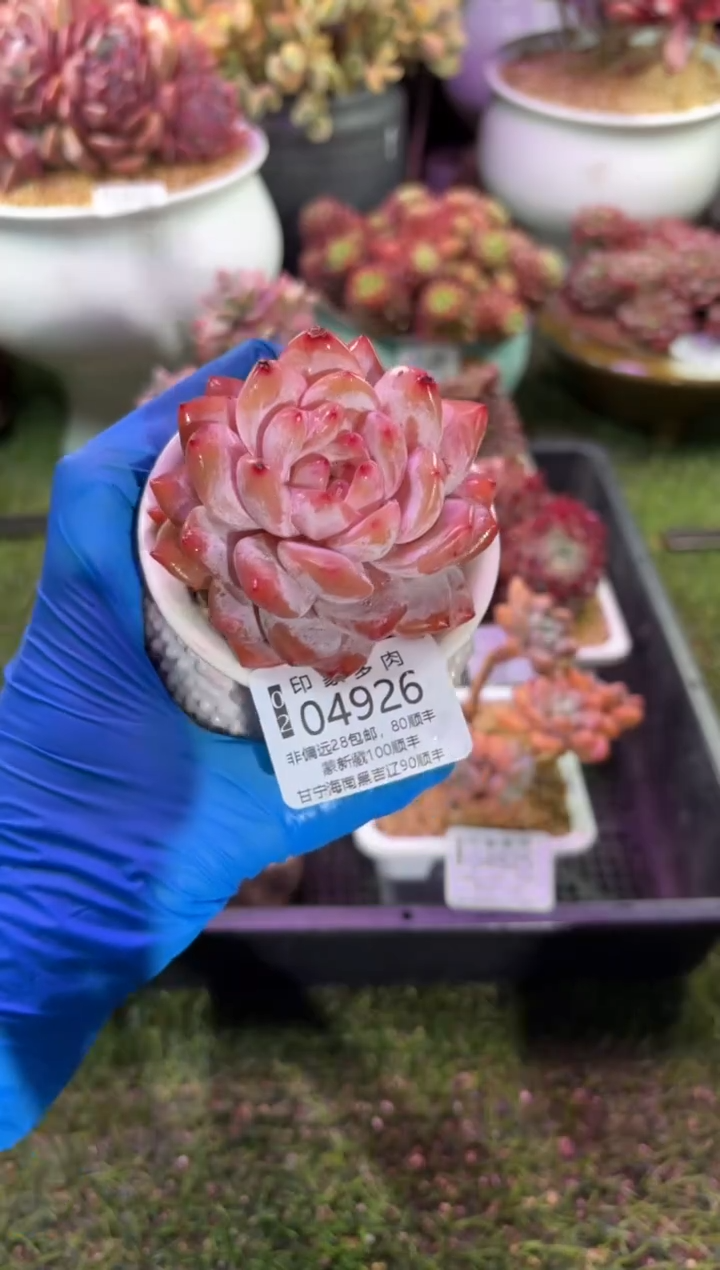 【闪购商品】04926脱土带盆